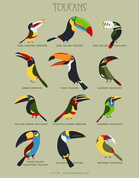 Keel Billed Toucan, Toucan Art, Toco Toucan, Rainforest Animals, Exotic Birds, Tropical Birds, Bird Drawings, Colorful Birds, 귀여운 동물