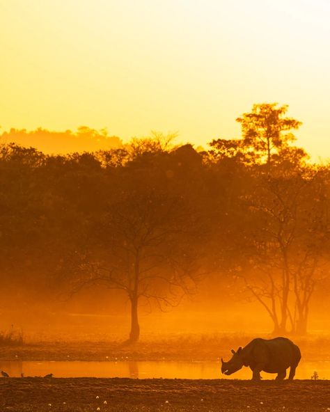 Strength and Serenity: The strength of a rhinoceros combined with the tranquility of a sunset, reminding us that strength and peace can coexist. What feelings does this image evoke for you? #goldenhour #wildlifephotography #shotwithcanon #natgeoindia #canon100500rf #assamtourism #wildlife #WildlifeMoments #rhino #India #Assam #NifFeature #canonphotography #natgeoindia #shotwithcanon #natgeoyourshot #vivewithcanon #CanonR6II #CanWithCannon #kaziranga #wildvision #discovery . . . . @canonind... Creative Frames, Life Moments, Canon Photography, Felt Hearts, Close To My Heart, Wildlife Photography, Animals Wild, Tourism, Nature Photography