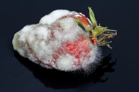 Strawberry Left to go Mouldy royalty free stock photo Moldy Strawberries, Mouldy Fruit, Mold Photography, Mouldy Food, Mold Painting, Advanced Higher Art, Rotten Fruit, Gross Food, Art Alevel