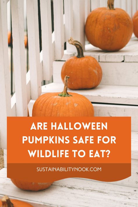 Have you figured out what to do with your leftover Halloween pumpkins after Halloween is over? Can you really just leave them out for the wildlife to eat? Find out here! #pumpkins #Halloween #Halloweenpumpkins What To Do With Pumpkins After Halloween, Pumpkin Bird Feeder, Make A Bird Feeder, Pumpkin Uses, Leftover Pumpkin, Eco Friendly Holiday, Pumpkin Pictures, What Is A Bird, Pumpkin Leaves