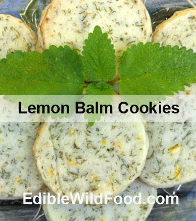 Edible Flower Cookies Recipe, Lemon Basil Herb Recipes, Lemon Balm Shortbread Cookies, Recipes Using Lemon Balm, Herb Cookies Recipes, Lemon Balm Cookies, Lemon Balm Pesto Recipe, Herbal Cookie Recipes, Recipes With Lemon Balm