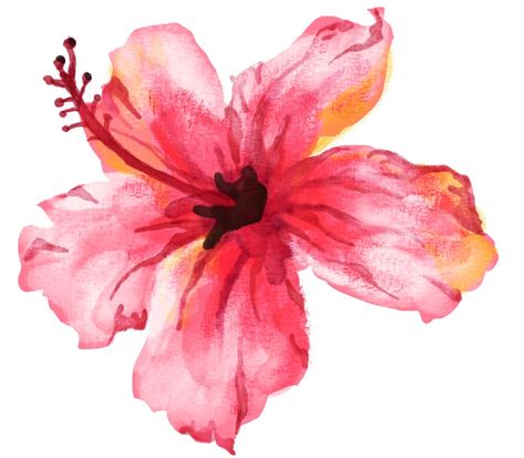 Hibiscus Flower Widget, Water Colour Flower, Flower Widget, Hawaiian Flower, Summer Tropical, Cat Air, Apple Watch Wallpaper, Lace Button, Arte Sketchbook