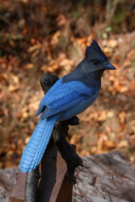 Steller Jay, Stellers Jay, Horses Funny, Funny Horse Pictures, Living In Florida, Bird People, Bird Identification, Bird Carving, Funny Horses