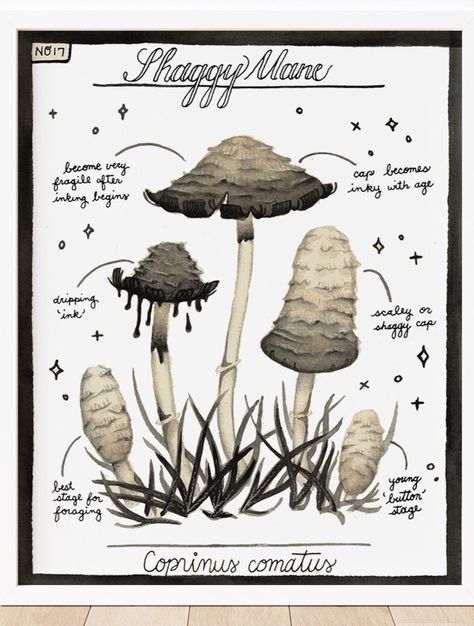 Shaggy Ink Cap Mushroom, Shaggy Mane Mushroom, Shaggy Ink Cap, Ink Cap Mushroom, Paintings Colorful, Mushroom Illustration, Speculative Design, Botanical Painting, Stuffed Mushrooms