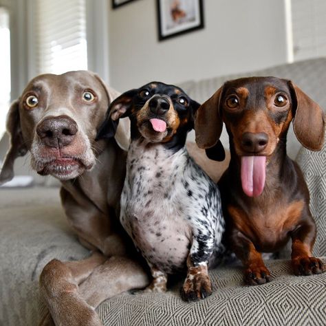 Dachshund Photography, Three Dogs, Funny Dachshund, Weenie Dogs, Airedale Terrier, Silly Dogs, Dachshund Puppies, Dachshund Love, Weiner Dog