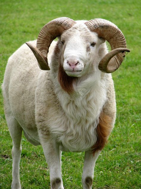 Horns Reference Photo, Ram Horns Reference, Baby Ram, Sheep With Horns, Sheep Images, Goat Photo, Goat Pictures, Ram Animal, Sheep Horns