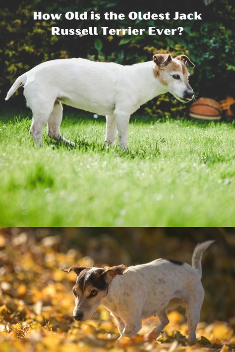 Oldest Jack Russell Terrier Ever (How Old?) Jack Russell Terrier Funny, Kingdom Names, Jack Russell Terriers, Jack Russell Puppies, Russel Terrier, Jack Russell Dogs, Jack Russel, The United Kingdom, Old Dogs