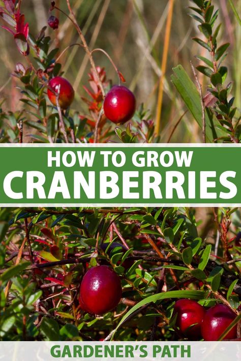 Grow something different in your garden this year and plant cranberries! These tart, sour-tasting berries are surprisingly easy to grow, when given the right conditions and will produce lush berries for years with minimal care. Learn how to grow cranberries at home in this guide now on Gardener's Path. #cranberry #growyourown #gardenerspath How To Grow Cranberries, Growing Cranberries, Backyard Hacks, Garden Books, Green Backyard, Berry Patch, Orchard Garden, Bahay Kubo, Berry Recipes