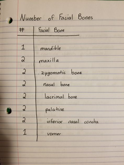 Med Term Notes, Medical Terminology Study, Medical Assistant Student, Medical Life, Medical Notes, Nursing Motivation, Facial Bones, Nursing School Essential, Nursing School Motivation