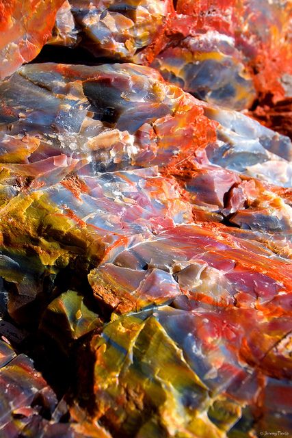 Petrified Wood Detail - Crystal Forest Trail, PFNP, AZ by Jeremy Pierce Facts About China, Crystal Forest, Black Pinterest, About China, Petrified Forest, Forest Trail, Winter Boho, Desert Painting, Pretty Rocks