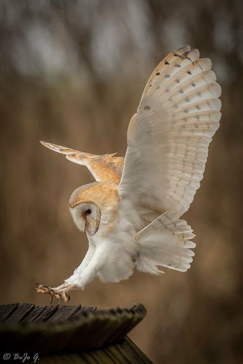 European Wildlife, Owl Wings, Barn Owls, Owl Photography, Photo Animaliere, Tree Stumps, Owl Photos, Owl Pictures, Wise Man