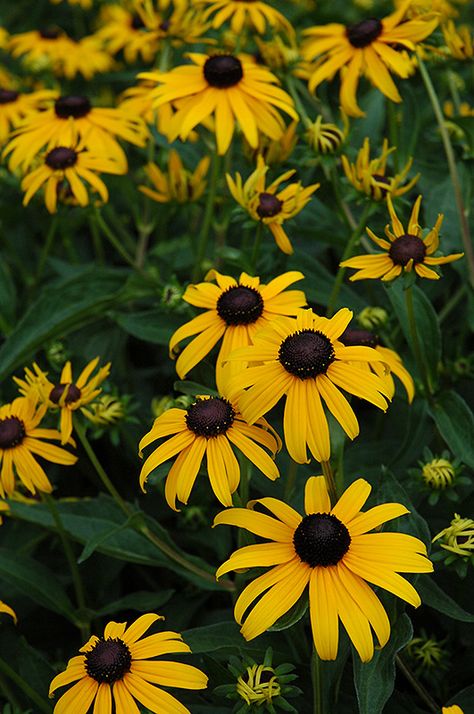 Gloriosa Daisy, Rudbeckia Hirta, Low Water Gardening, Hillside Garden, Native Plant Gardening, Garden Centre, Native Garden, Herbaceous Perennials, Low Maintenance Plants