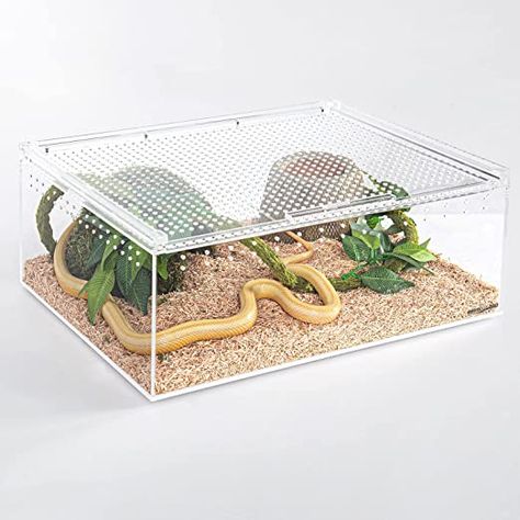 Tarantula Enclosure, Snake Pet, Snake Terrarium, Snake Enclosure, Reptile Tank, Reptile Terrarium, Reptile Enclosure, Reptiles And Amphibians, Animal Stories