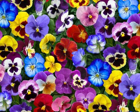 Lovely Pansies - Flower Bed Gems - Multi Purple Floral Fabric, Pansies Flowers, Patchwork Fabric, Cotton Quilting Fabric, Flower Beds, Floral Fabric, Purple Floral, Pansies, Pretty Flowers