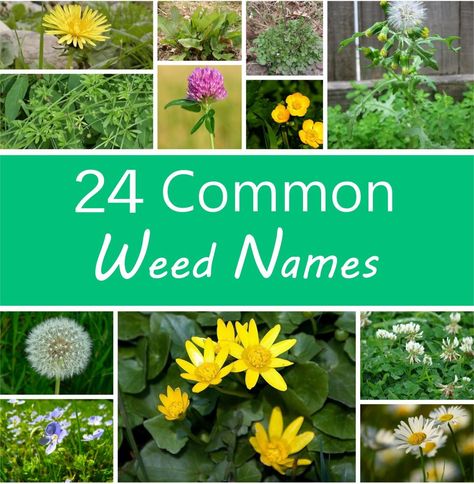 A Guide to Names of Weeds (With Pictures). A weed is an undesired plant in the wrong place. This guide helps you identify 24 of the most common weeds you'll encounter in your garden—so you can love them or kill them! Identifying Weeds, Common Garden Weeds, Common Lawn Weeds, Easy To Grow Flowers, Kill Weeds, Plant Notes, Weeds In Lawn, Identify Plant, Garden Weeds