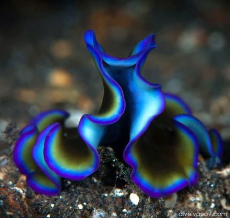 Beautiful! Polyclad flatworm Under The Sea Images, Alien Inspiration, Deep Sea Animals, Glaucus Atlanticus, Sea Slugs, Curious Facts, Molluscs, Underwater Animals, Deep Sea Creatures