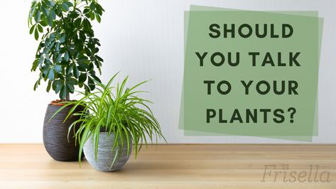 Talking To Plants, Plant People, Plant House, Plant Benefits, Plant Help, Environmental Change, Minding Your Own Business, Plant Ideas, Tomato Plants