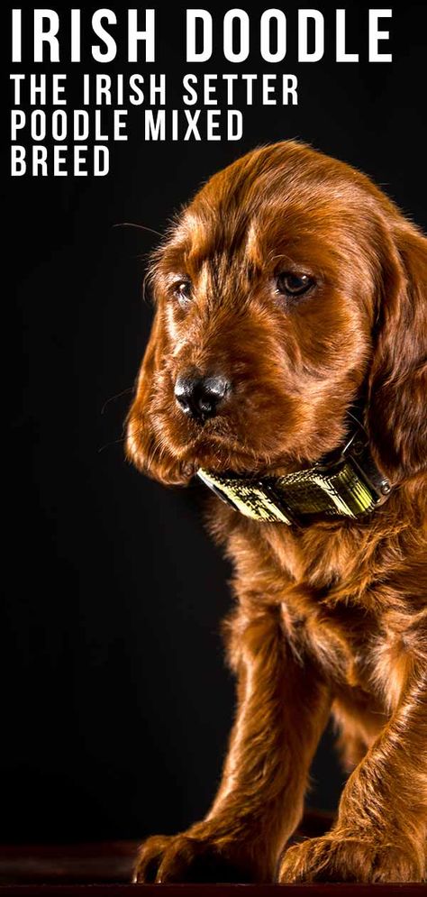 Irish Doodle Information Center - The Irish Setter Poodle Mix Breed Guide Irish Setter Doodle, Irish Doodle Puppies, Irish Doodle Haircut Styles, Mini Irish Doodle, Irish Setter Puppies, Mix Breed Dogs, Low Shedding Dogs, Doodle Breeds, Irish Setter Puppy