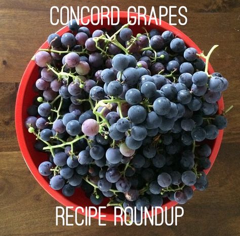 Concord Grapes Recipe Roundup - www.hoorayforrain.com Concord Grape Recipes, Grape Tart, Concord Grapes, Grape Arbor, Grape Recipes, Autumn Food, Tart Recipe, Recipe Roundup, Tart Recipes