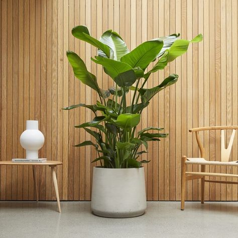 Banana Plant Indoor, Clay Pots For Plants, White Bird Of Paradise, Pots Clay, Strelitzia Nicolai, Clay Plant, Clay Plant Pots, Kentia Palm, Banana Plant