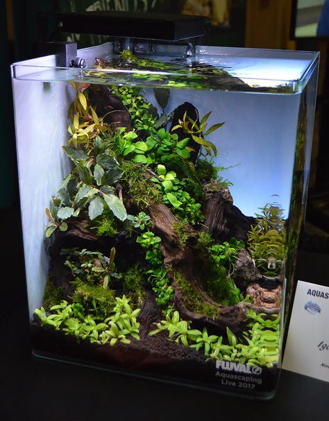 40 Gallon Freshwater Aquarium Ideas, Planted Dirted Tank, 8 Gallon Fish Tank Ideas, Small Planted Tank, Small Tank Ideas, Small Planted Aquarium Ideas, Small Planted Aquarium, Betta Tank Aquascape, Tall Aquascape