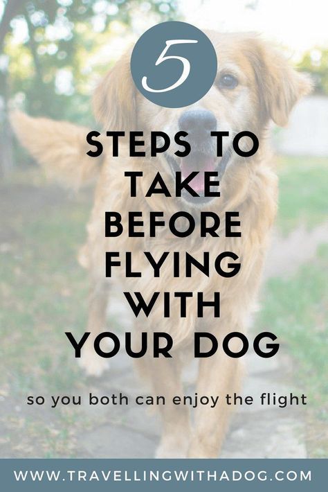 Tips for flying with your dog #dogs #travel #travelingwithadog Flying With Pets, Flying Dog, Dog Muzzle, Cavapoo Puppies, Hiking Dogs, Cat Travel, Pet Hacks, Dog Travel, Service Dogs