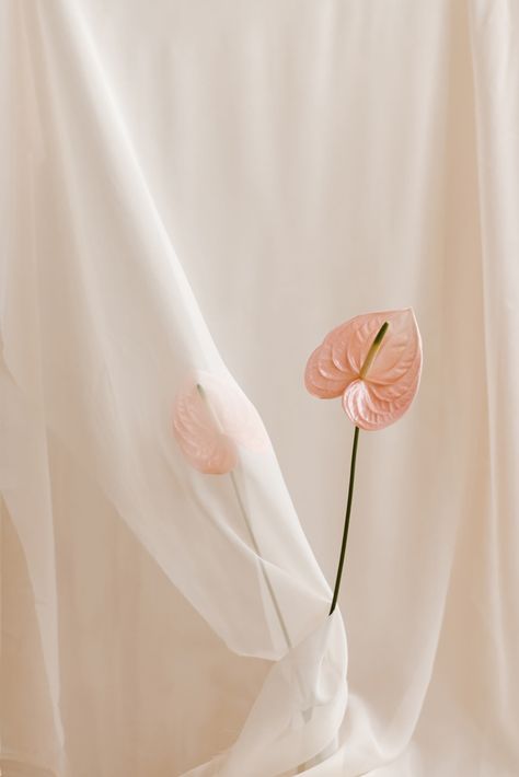 Soft Floral Aesthetic, Branding Design Studio, Flower Photoshoot, Floral Aesthetic, Branding Process, Imposter Syndrome, Unique Branding, Soft Floral, Jena