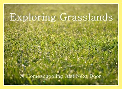 Exploring Biomes - Grasslands - lesson ideas and resources to teach about grassland habitats, includes a simple craft, mapping activity, grass observation, and multiple book suggestions Grassland Activities For Kids, Migrating Animals, Burrowing Animals, Grassland Biome, Savanna Grassland, Habitat Project, Habitat Activities, Savannah Animals, Grass Types