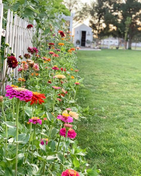 Zinnia Field, Zinnia Garden, Baby S Breath, Gorgeous Gardens, Flower Beds, Yard, Plants, Flowers, On Instagram