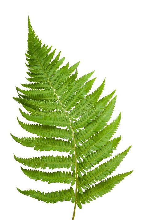 Fern. Branch isolated on white , #sponsored, #Branch, #Fern, #white, #isolated #ad Eucalyptus Cinerea, Fern Images, Plant Texture, Leaf Photography, Fern Leaf, Fern Plant, Tropical Leaf Print, Leaf Wall Art, Ornamental Plants