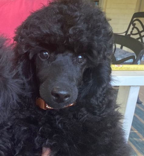 Miniature Poodle Black, Miniature Puppies, Miniature Poodle, Poodle Puppy, Puppies, Dogs, Animals