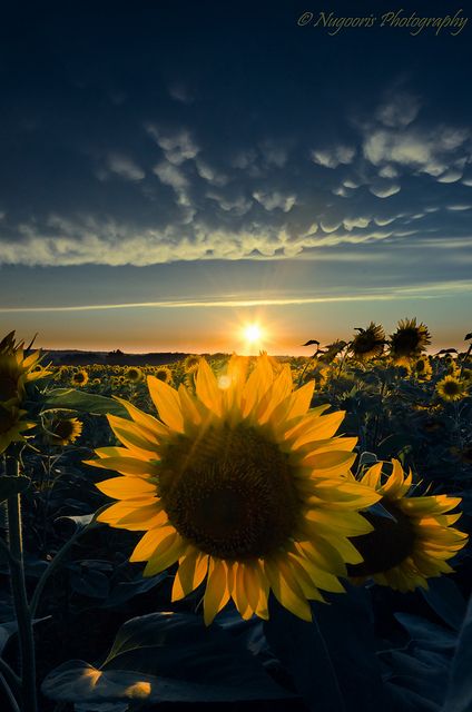 Sun + Flower = Sun Flower by snugoori, via Flickr Sunflower Pictures, Sun Perennials, Sunflower Wallpaper, Trendy Flowers, Sunflower Fields, Landscape Wallpaper, Love Flowers, Flower Tattoos, Flower Wallpaper