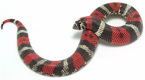 Hognose Snake, Reptiles And Amphibians, Animals Images, Amphibians, Tri Color, 4th Of July Wreath, Reptiles, Animals