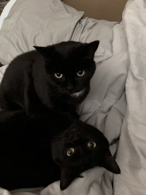 2 Black Cats Aesthetic, 2 Black Cats, Two Black Cats, Fluffy Black Cat, Black Cat Aesthetic, Black Kitty, Silly Cats Pictures, Cute Black Cats, Feline Animals