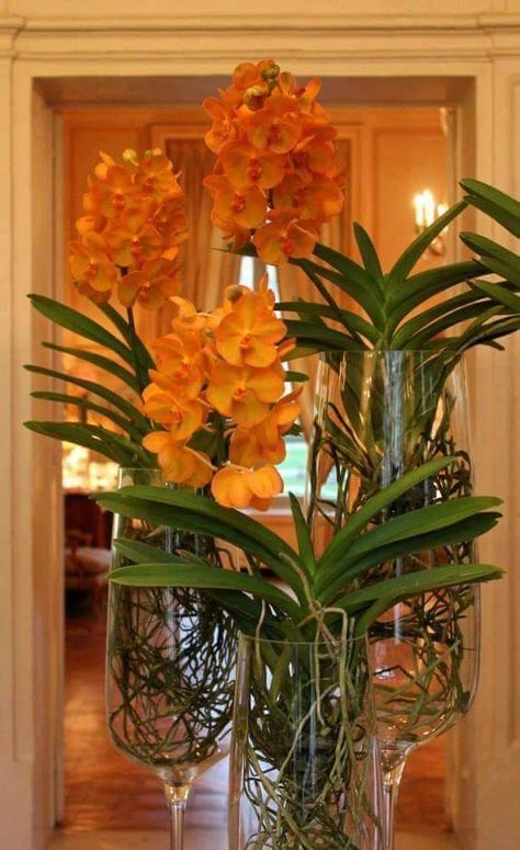 Orchid Plant Care, Vanda Orchids, Corporate Flowers, Garden Vases, Growing Orchids, Home Garden Design, Orchid Care, Orchid Plants, Table Flowers