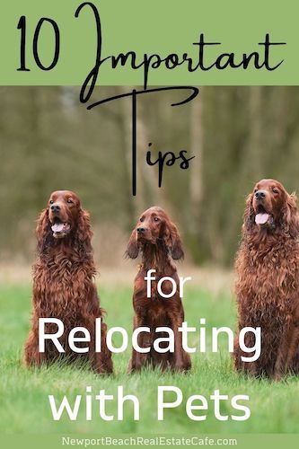 Relocation tips for moving with pets. Relocating with pets may seem like an overwhelming process. Moving to a new home can be a very exciting time, however, it can be stressful for your pets. The following are some considerations to keep in mind for moving with pets. Be sure to keep your pet's bedding, toys, and food. It is a good idea to not change foods when you are relocating with pets. #relocatingwithpets via @https://www.pinterest.com/sharon_paxson/ Moving With Pets, Moving To A New Home, Tips For Moving, Cross Country Road Trip, Real Estate Articles, Moving Abroad, Indoor Pets, Real Estate Advice, Pet Friendly Hotels