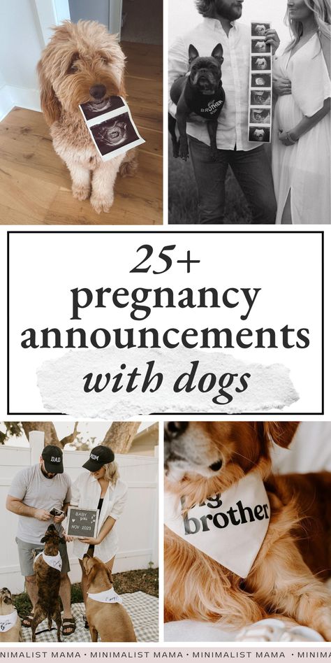 Looking for some inspo for planning a pregnancy announcement with your dog? These creative pregnancy announcement photos with dogs are SO cute and unique - you can't miss them! (Perfect for mamas looking for: Maternity Announcement Pictures Dog, Dog Ultrasound Announcement, Dog And Pregnant Belly Photo Ideas, Gender Reveal Pictures With Dog, Pregnancy Announcement Including Dog, Ig Pregnancy Announcement, Pregnant Announcement With Dog, Announcing Pregnancy Picture Ideas, Christmas Theme Pregnancy Announcement