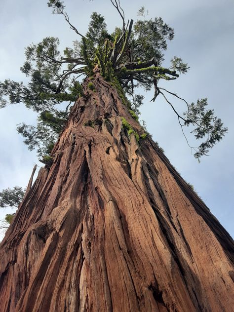 Red wood tree Yosemite Sierra Nevada upward veiw Red Wood Tree, Redwood Tree Aesthetic, Red Woods California, American Yellowwood Tree, Dawn Redwood Tree, Red Wood Forest California, Red Wood, Wood Tree, Chichen Itza