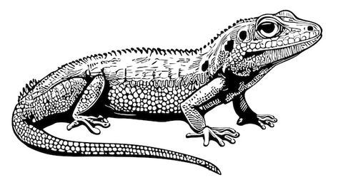 Reptile Drawings Sketch, Reptiles Sketch, How To Draw Lizard, Gecko Sketch, Lizard Sketch, Iguana Drawing, Lizard Drawing, Desert Lizards, Lizard Art