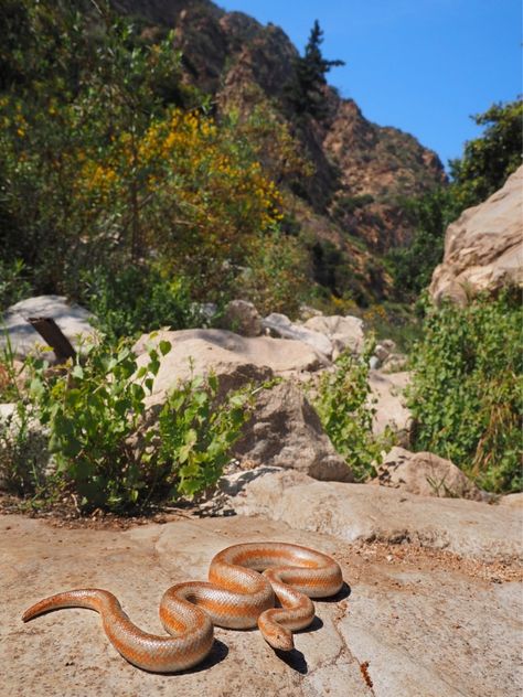 Rosy Boa. Southwestern U.S. and Northwestern Mexico. Pink Boa, Rosy Boa, Cool Snakes, Cute Reptiles, Cute Snake, Crested Gecko, King Cobra, Wild Beauty, Reptiles And Amphibians