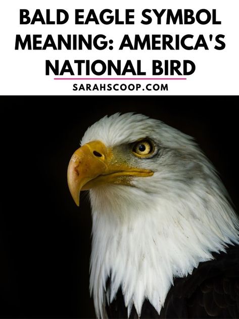 bald eagle symbol meaning in history and dreams Eagle Meaning, Eagle Symbol, Here's The Scoop, American Culture, A Symbol, Bald Eagle, Meant To Be, History