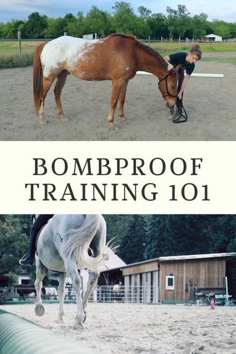 Desensitizing Horses, Horse Training Ground Work, Horse Training Exercises, Horseback Riding Tips, Horse Lessons, Riding Tips, Horse Exercises, Horse Facts, Horse Riding Tips