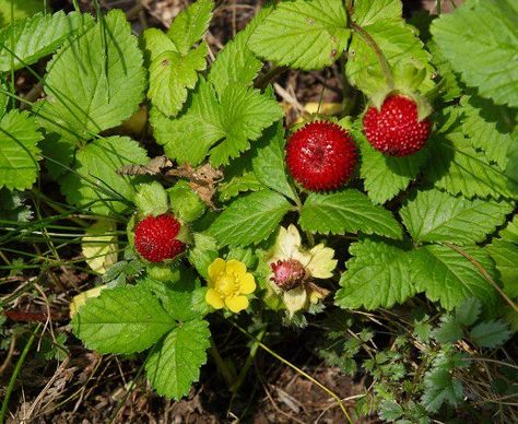 Wild Strawberries vs. Mock Strawberries: What's the Difference? | Dengarden Mock Strawberry, Edible Weeds, Deer Resistant Perennials, Long Blooming Perennials, Hummingbird Plants, Edible Wild Plants, Berry Plants, Deer Resistant Plants, Wild Strawberry