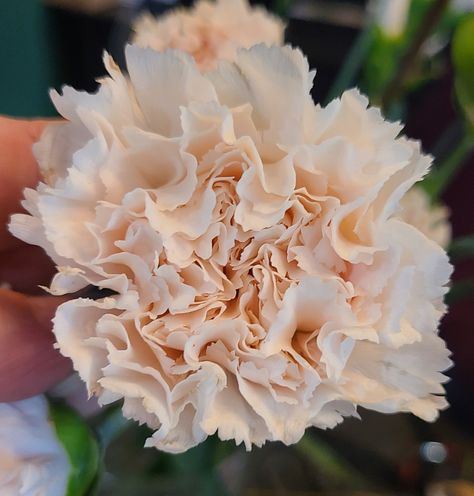 Peach Carnation, Carnation Colors, Flower Reference, Rose House, Carnation Flower, Coral Flowers, Wedding Floral, Wedding Board, Floral Style