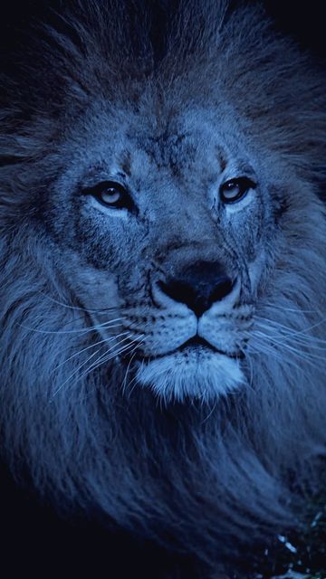 Lion Videos King, Motion Wallpapers, Instagram King, Wildlife Pictures, Wildlife Photos, Service Dog, Beautiful Photos Of Nature, Wild Nature, Dog Boarding