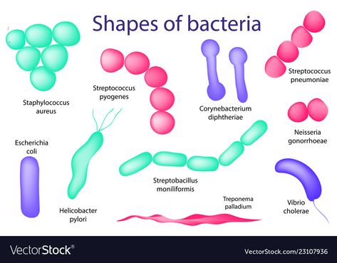 Microorganisms Microbiology, Shapes Of Bacteria, Bacteria Shapes, Bio Project, Streptococcus Pneumoniae, Nursing Information, Shape Names, Information Poster, Human Anatomy And Physiology