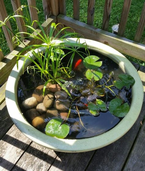 My weekend container pond project. Zen Balcony Pond Ideas, Mini Container Pond, Container Ponds, Diy Mini Pond Ideas, Container Fish Pond, Diy Container Pond, Outdoor Fish Ponds, Green Wall Garden, Container Pond