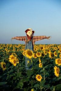 Make A Scarecrow, Sunflower Garden, Sunflower Fields, Medical Illustration, Fall Pictures, Photo Images, Royalty Free Pictures, Flower Field, Video Clips