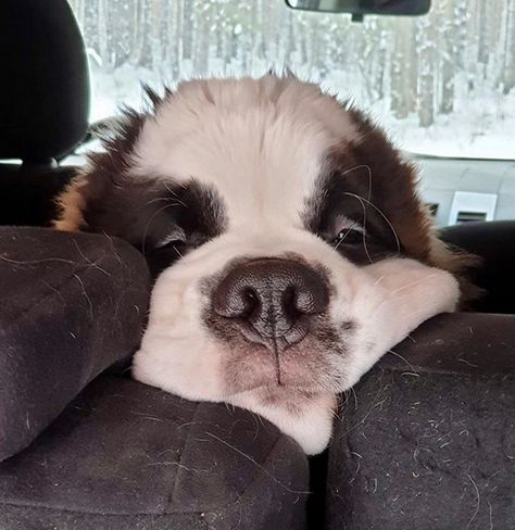 Saint Bernard Poodle, Dr Pets, Serotonin Boosters, Puppy Meme, Syrup Pancakes, Lab Mix Puppies, Adopt A Puppy, Saint Bernard (dog), St Bernards