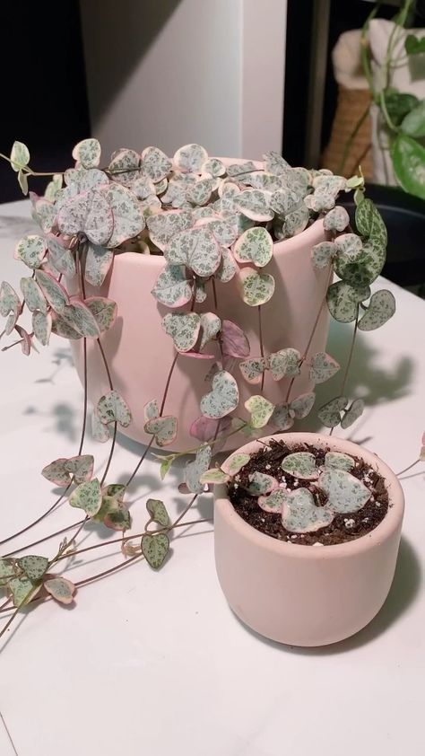 Heart Of Strings Plant, Variegated String Of Hearts, Purple Heart Plant, String Of Hearts Plant, Pot Gantung, Low Maintenance Indoor Plants, Heart Plant, Ceropegia Woodii, Chain Of Hearts